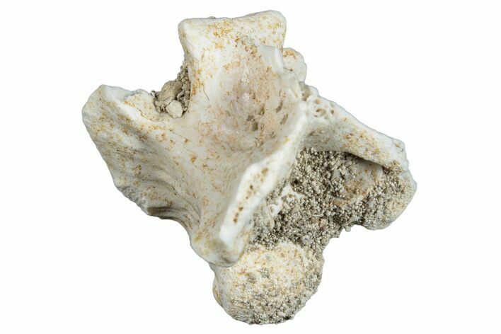 Fossil Sea Snake (Palaeophis) Vertebra - Morocco #277555